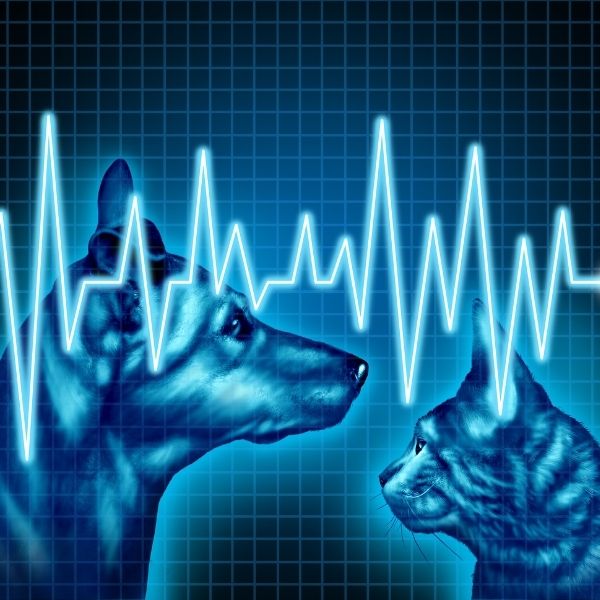 imagen de salud y bienestar de tu Mascota