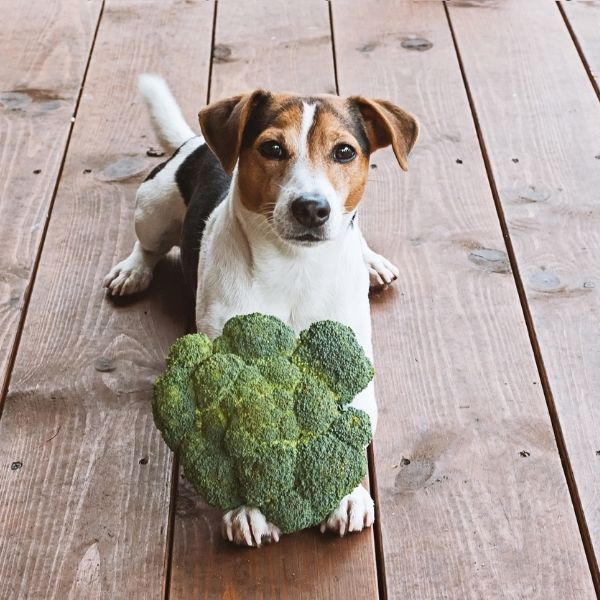 imagen de salud y bienestar de tu Mascota veterinaria puerto santa maria cadiz