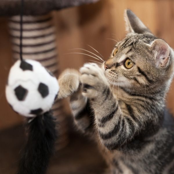 imagen de Salud y bienestar de gatos