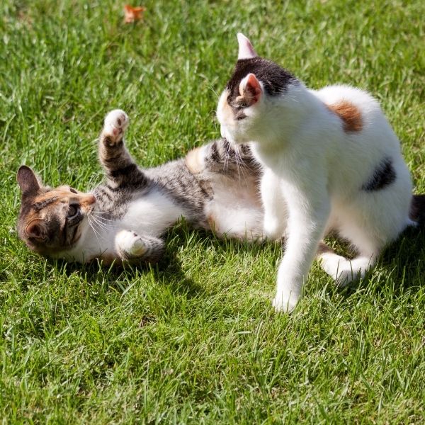 imagen de ambiente ideal para gatos