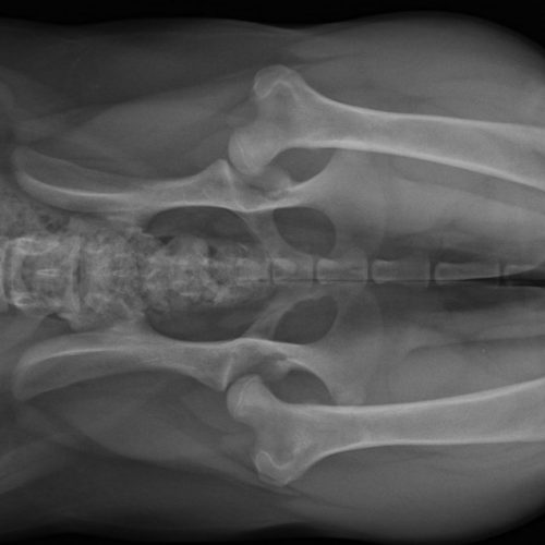 imagen de Diagnóstico Oficial de Displasia clinica veterinaria santa maria cadiz