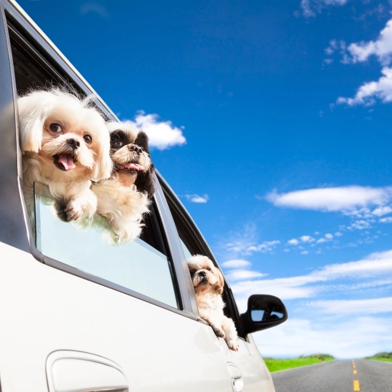 imagen de consejos para viajar con tu mascota